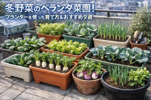 冬野菜のベランダ菜園！プランターを使った育て方とおすすめ9選