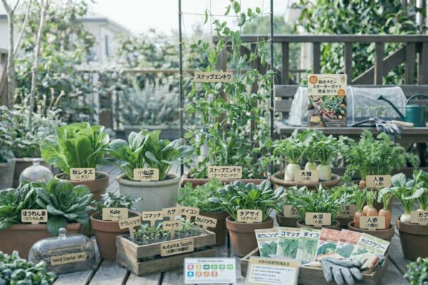 9月に植える野菜｜