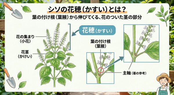 シソの花穂