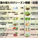 家庭菜園の植え付けシーズン概観