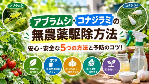 アブラムシ・コナジラミの無農薬駆除方法